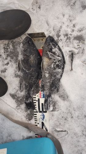 クロソイの釣果