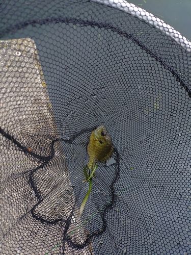 ブルーギルの釣果