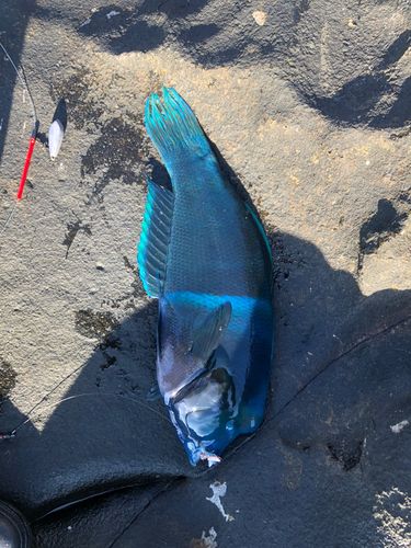 アオブダイの釣果