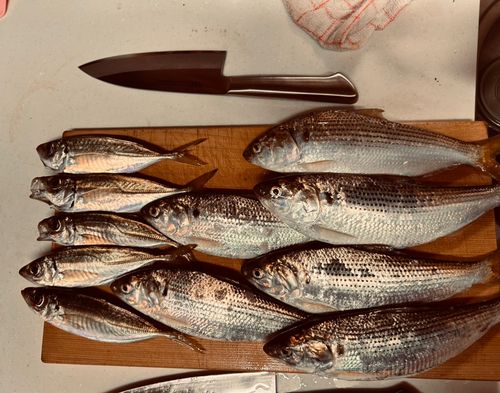 本牧海づり施設