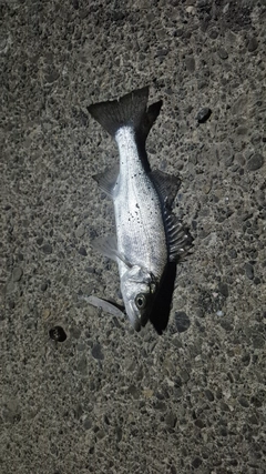 セイゴ（マルスズキ）の釣果