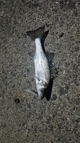 セイゴ（マルスズキ）の釣果