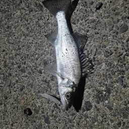 セイゴ（マルスズキ）