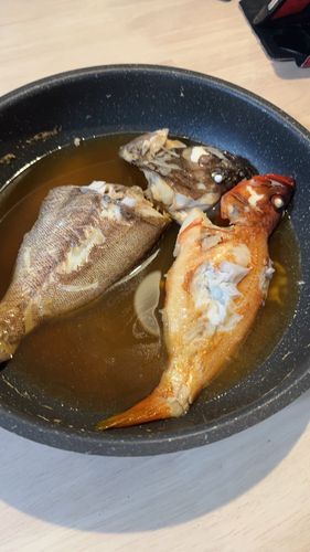 アカハタの釣果