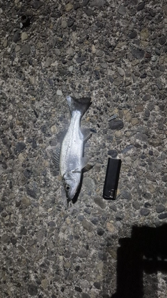 セイゴ（マルスズキ）の釣果