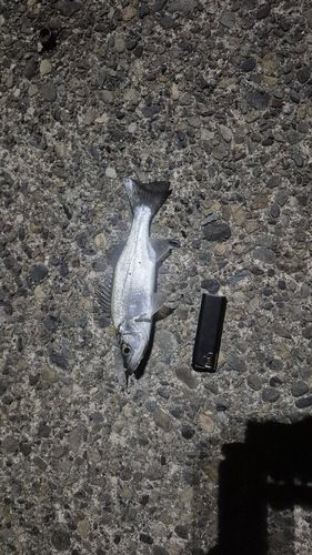 セイゴ（マルスズキ）の釣果