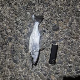 セイゴ（マルスズキ）