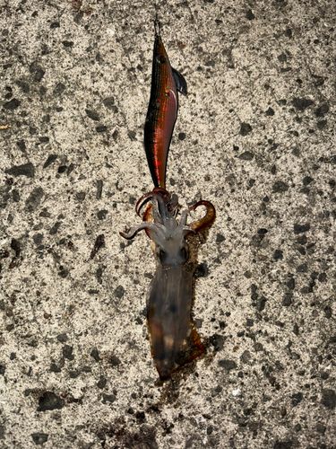 ヤリイカの釣果