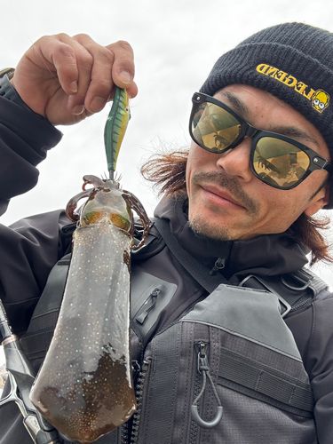 ヤリイカの釣果