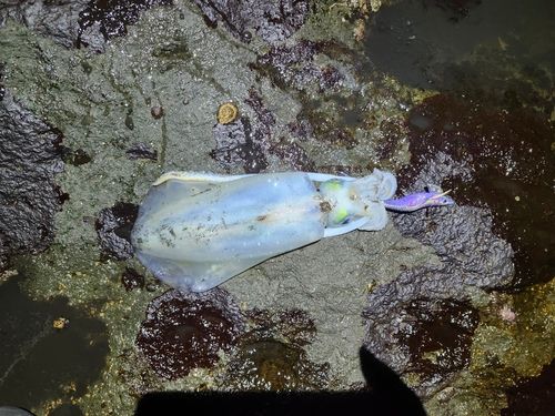 三ツ石（真鶴）