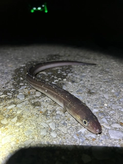 アナゴの釣果
