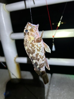 カサゴの釣果