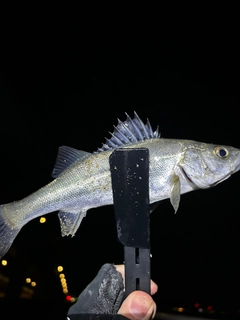 セイゴ（ヒラスズキ）の釣果