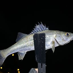 セイゴ（ヒラスズキ）