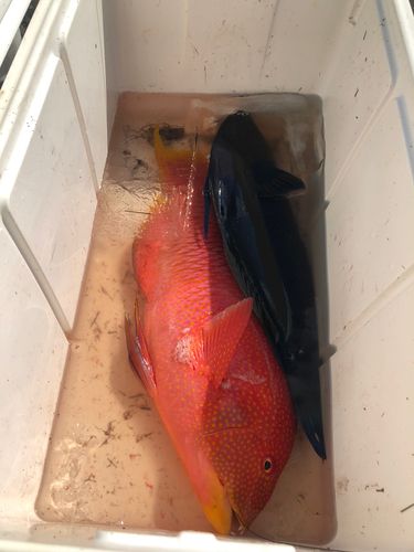 タキベラの釣果