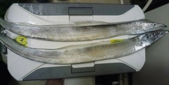タチウオの釣果