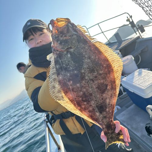 ヒラメの釣果