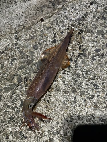 ヤリイカの釣果