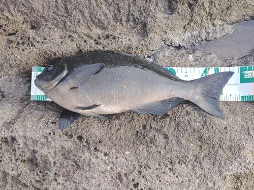 クチブトグレの釣果