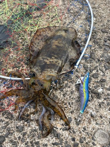 アオリイカの釣果