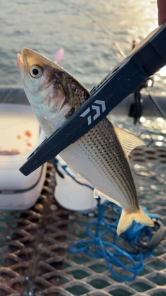 コノシロの釣果