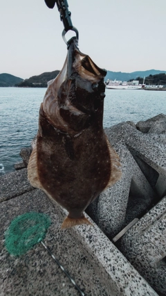 ヒラメの釣果