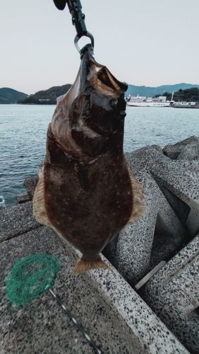 ヒラメの釣果