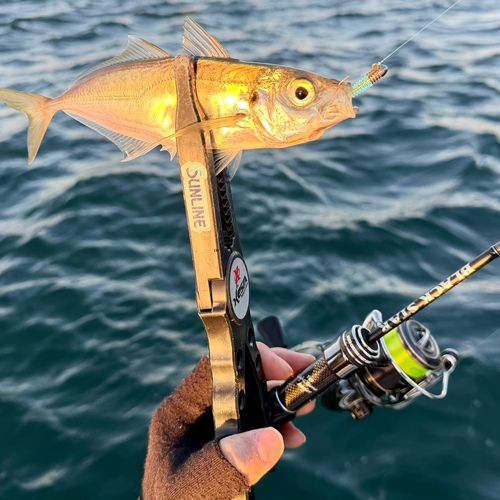 マアジの釣果