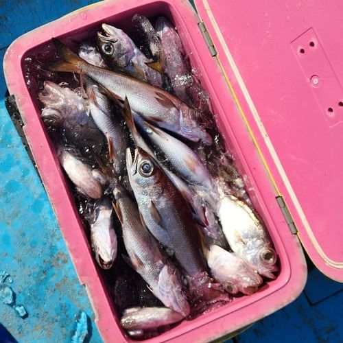 クロムツの釣果