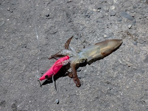 ヒイカの釣果