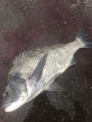 チヌの釣果
