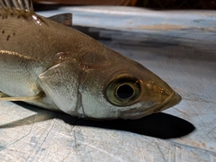 セイゴ（タイリクスズキ）の釣果