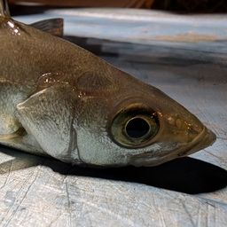 セイゴ（タイリクスズキ）