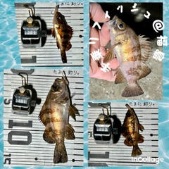 メバルの釣果