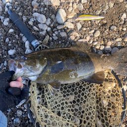 スモールマウスバス