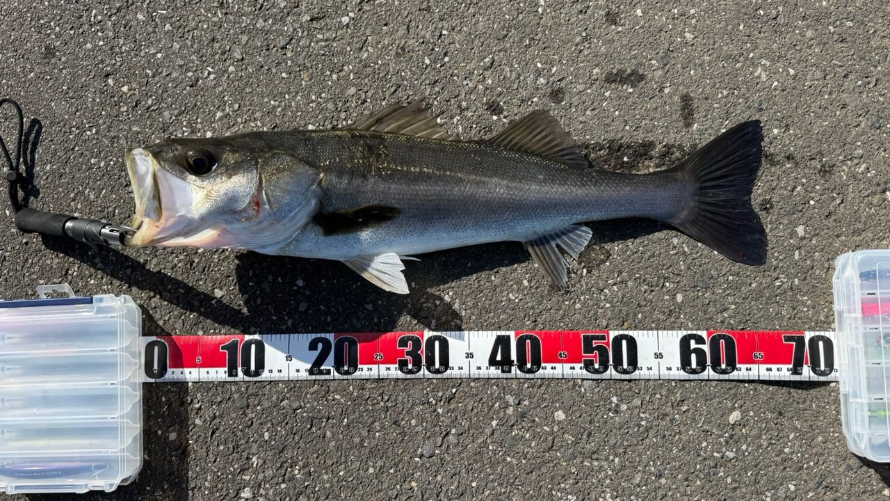 DAIWA 23シーバスフラット X 100Mの最安値・インプレ・釣果 | 本音の