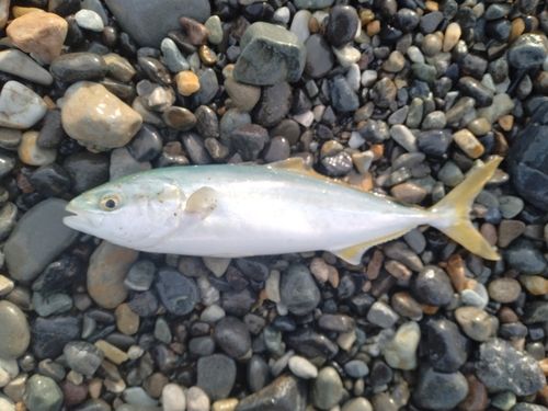 ツバイソの釣果