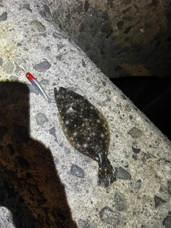 ヒラメの釣果