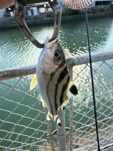 コトヒキの釣果