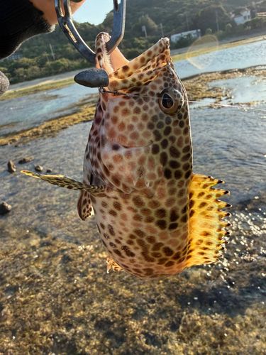 イシミーバイの釣果
