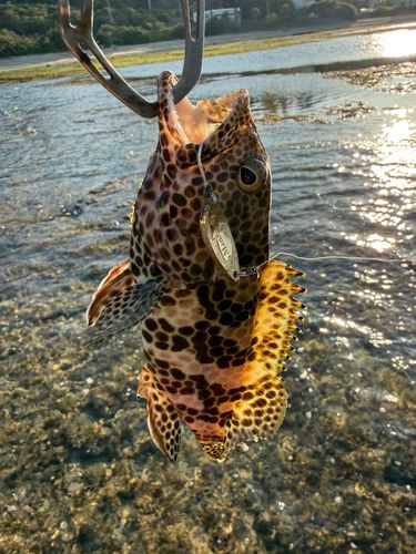 イシミーバイの釣果