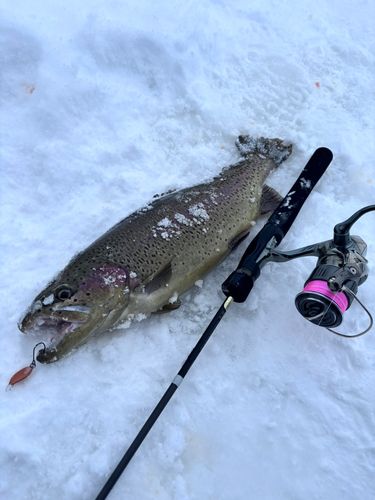 トラウトの釣果