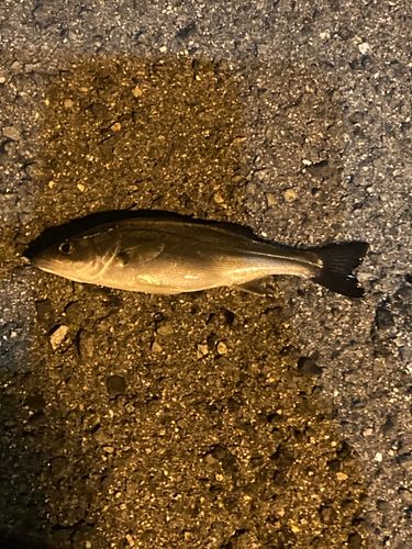 セイゴ（マルスズキ）の釣果