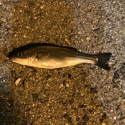 セイゴ（マルスズキ）