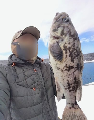 クロソイの釣果