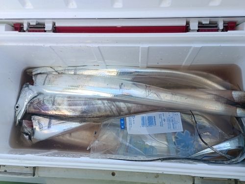 タチウオの釣果