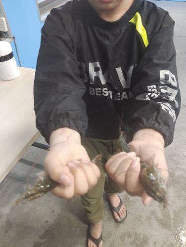 東京湾（富津〜金谷）