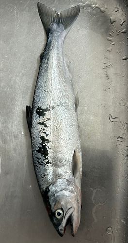 サクラマスの釣果
