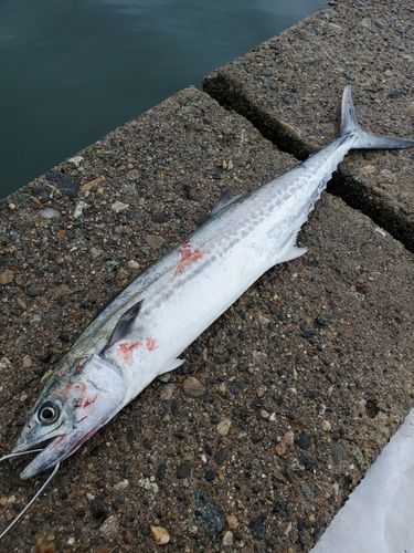 サゴシの釣果