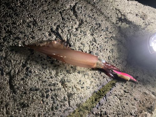 ヤリイカの釣果
